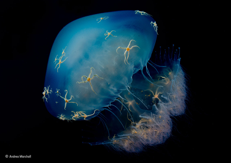 Illustration for article titled Wildlife Photo Contest Shows Nature Can Be Cruel—But Also Kind